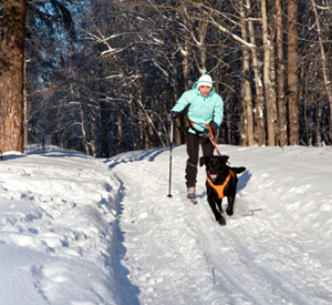 photo-ski-chien-handicap
